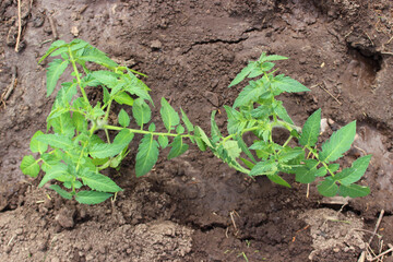 Two young tomato seedlings in spilled soil. Top view. Organic agriculture. 