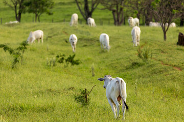 Obraz na płótnie Canvas Herd of oxen on pasture in Brazil