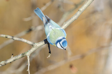 Blue tit