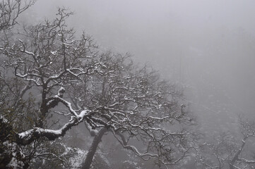 Trees covered with snow and silvery mist and fog
