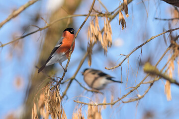 Bullfinch