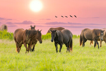 Thoroughbred horses grazing at sunset in a field.