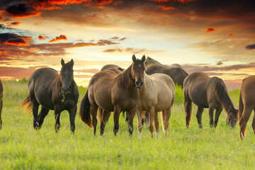 Thoroughbred horses grazing at sunset in a field.