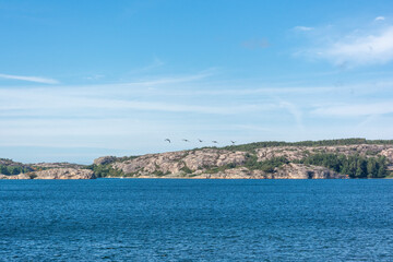 Fototapeta premium Geese Flying Over The Sea, Sweden