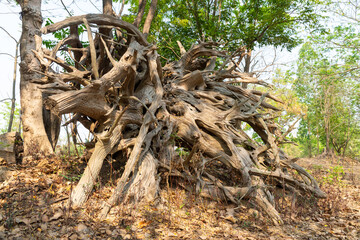 The roots of the wood are dried, used as a home decoration, Background of dried wood roots.