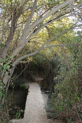 bridge in the forest