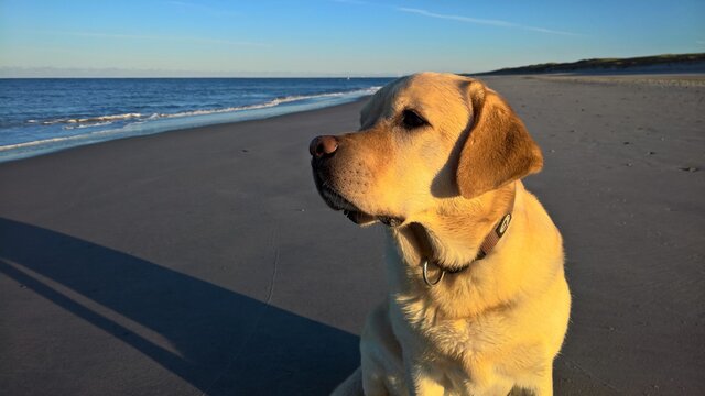 Labrador