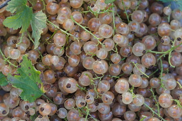 A white bowl full of white currant berries.