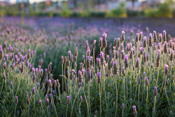 Lavender blooming in a field at sunset. Sunset over a field of violet lavender.