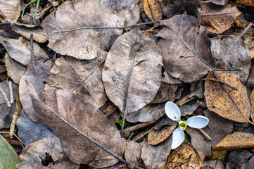 snowdrops flower in autumn leaves