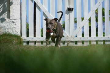 pit bull dog playing with the ball in the garden of the house. Sunny day