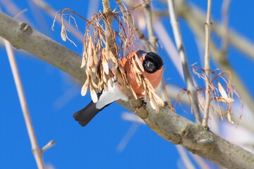 Bullfinch