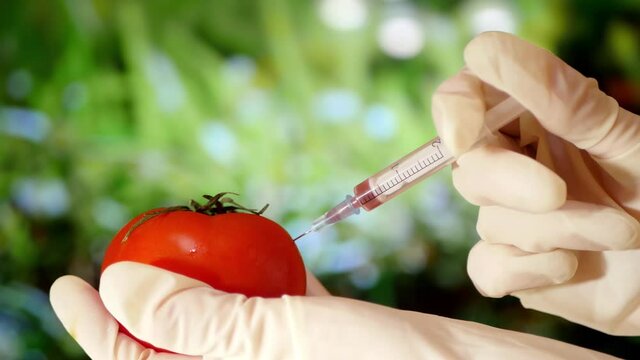 Close up GMO injection. Organic tomato. Agriculture science. Garden background 