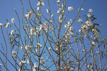 floraison de l'arbre