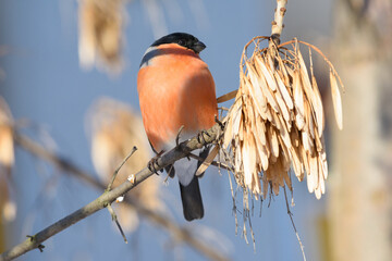 Bullfinch