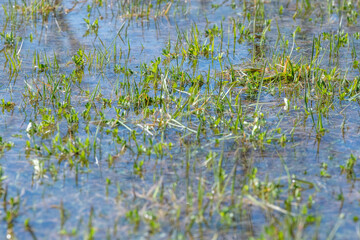 reeds in the water