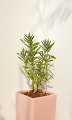 Growing lavender plant in pink porcelain pot under full sunlight