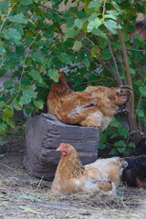Chickens on traditional free range poultry farm.