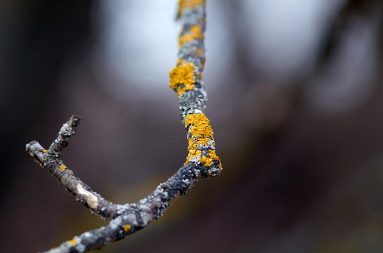 Photo of yellow lichen on a willow branch