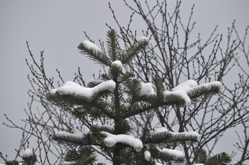 Snow covered pine and silvery mist and dense fog