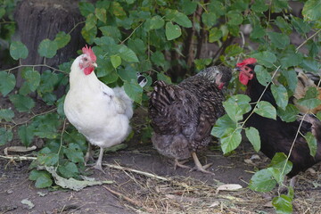 A few chickens in the poultry yard.