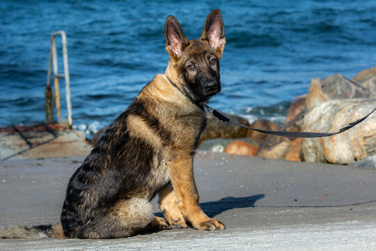 A picture of a fifteen weeks old German Shepherd puppy. Blue sky and ocean in the background