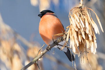 Bullfinch