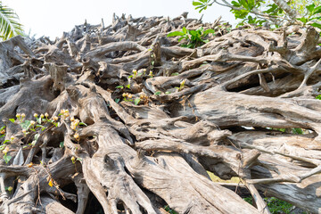 The roots of the wood are dried, used as a home decoration, Background of dried wood roots.