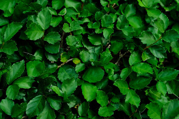 Fototapeta premium Background nature banyan tree bush, The tree decorate in the garden.
