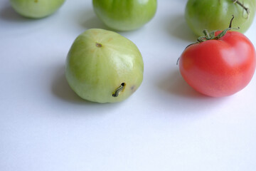 tomato caterpillar pest. the green caterpillar that destroys the tomato crop. caterpillar eats only green tomatoes. crop (harvest) failure concept