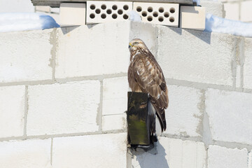 Buzzard