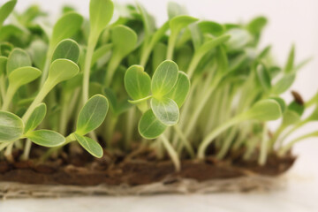 Microgreens sprouts isolated on white background. Fresh micro greens closeup. Growing  Milk Thistle sprouts for healthy salad. Eating right, stay young and modern restaurant cuisine concept.