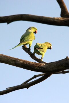 The Couple of Wild Layard's Parakeets with Blue Sky