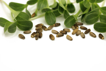 Microgreens sprouts isolated on white background. Vegan micro greens shoots. Green sprouts and brown milk thistle seeds.