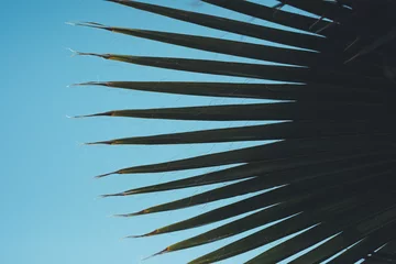 nature poster. palm © Marina Vilesova