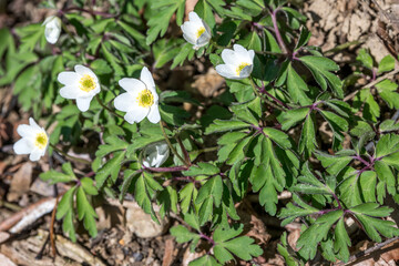 white and yellow flowers - Leberblümchen