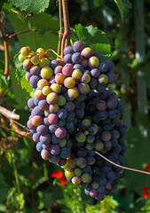 Multicolor unripe grape on the vine in summer garden. Eco-friendly agriculture. Home farm or Manor Farm. Vine horticulture concept