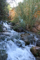 stream in the forest