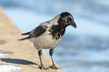 Crow