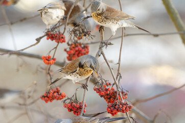 Fieldfare