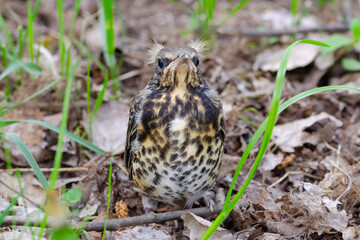 Fieldfare
