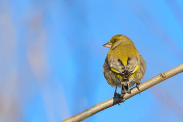 Greenfinch