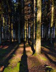 A picture of a pine forest in beautiful early morning light. Picture from Eslov, Sweden