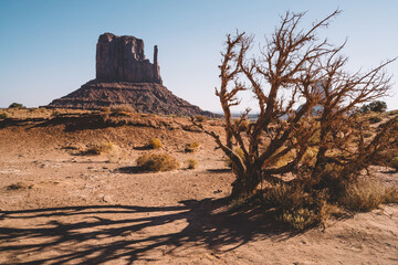 Thorny tree in droughty red sand land