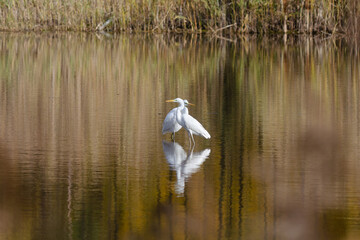 Heron