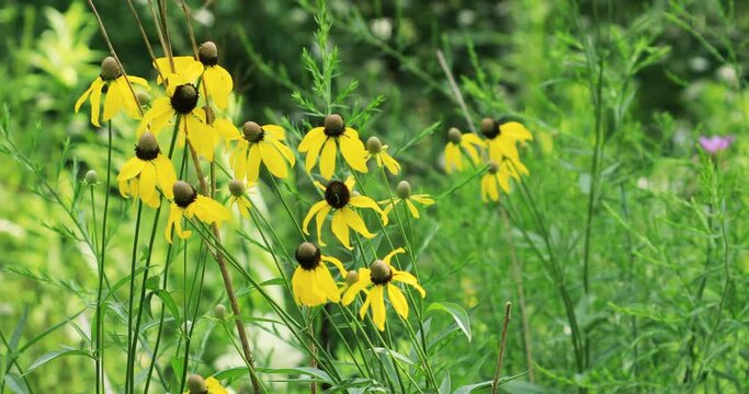 Group of Prairie Coneflower, Ratibida columnifera, in bloom 4K