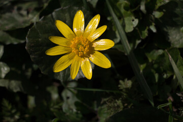 One yellow Lesser Celandine, Fig Buttercup or pilewort flower, Ficaria verna, blooming in the spring sunshine in March