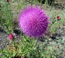 Beautiful flower close-up on a summer day