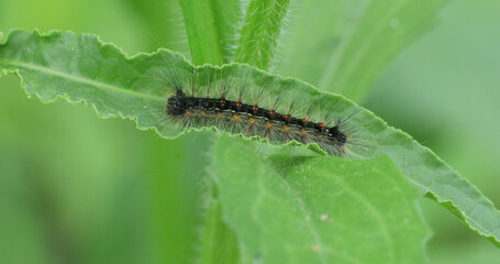 Common Buckeye Caterpillar, Junonia coenia, close up view