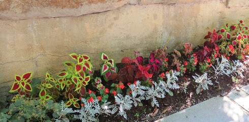 Multicolored flowers of different types